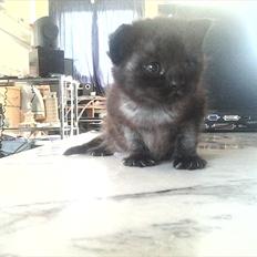 Blanding af racer Tøsen