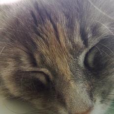 Blanding af racer Bailey