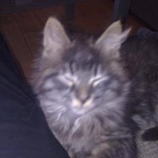 Maine Coon Magni