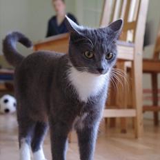 Huskat Møllerhusets Mille