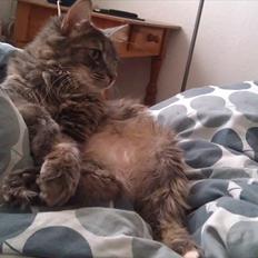 Blanding af racer Kenai