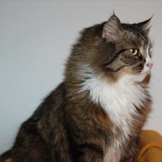 Blanding af racer Tay Son