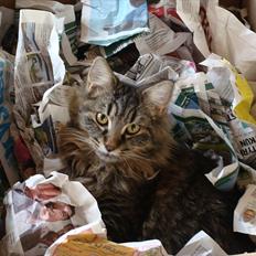 Maine Coon Cirkeline