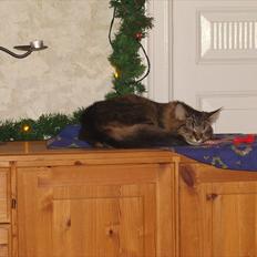 Maine Coon Cirkeline