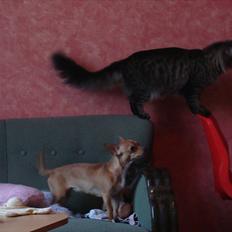 Maine Coon Cirkeline