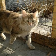 Norsk Skovkat Norhtown Cats Bella Donna