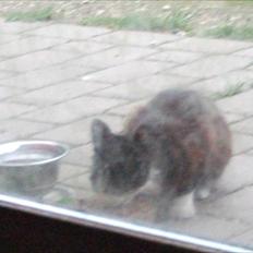 Huskat Sally - R.I.P min ven.