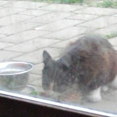 Huskat Sally - R.I.P min ven.