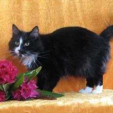 Norsk Skovkat Tantus KitKat Død den 11-10-2011