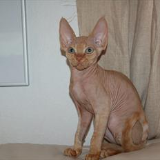 Devon Rex Simba