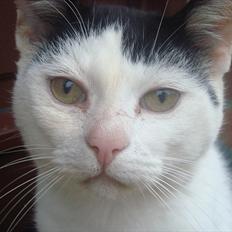 Blanding af racer Dimon Junior R.I.P. Soulmate<3