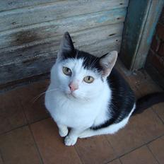 Blanding af racer Dimon Junior R.I.P. Soulmate<3