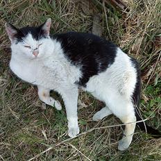 Blanding af racer Dimon Junior R.I.P. Soulmate<3