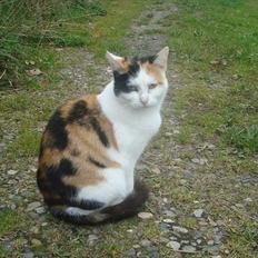 Huskat Bullerfniz R.I.P.