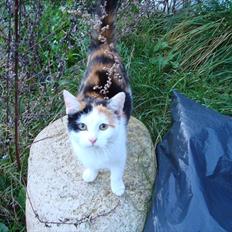 Huskat Bullerfniz R.I.P.