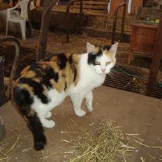 Huskat Bullerfniz R.I.P.