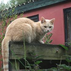 Huskat Solstrejf  (R.I.P)