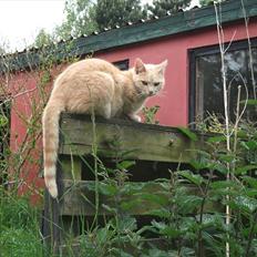 Huskat Solstrejf  (R.I.P)