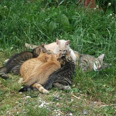 Huskat Solstrejf  (R.I.P)