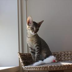Cornish Rex Pixiepaws Buick Invicta *Tekop*