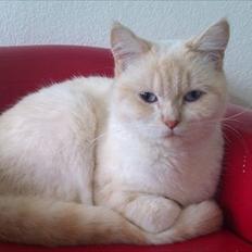 British Shorthair Celia