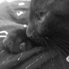 Huskat Gwen * SAVNET *