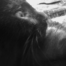 Huskat Gwen * SAVNET *