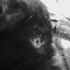 Huskat Gwen * SAVNET *