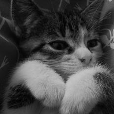 Huskat Angel * SAVNET *