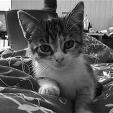 Huskat Angel * SAVNET *