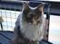 Maine Coon Efia