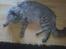 Maine Coon Dolce