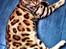 Bengal R.I.P. Captain 