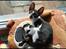 Cornish Rex Neron Noksas*LT