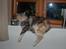 Maine Coon  Berta Bumble Bee P