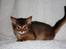 Somali Catika's Let's Go Crazy