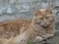 Maine Coon bastian