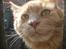 Maine Coon bastian