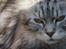 Maine Coon sølvfine