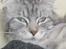 Maine Coon sølvfine