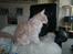 Maine Coon Bobby L Teddy Bear