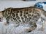 Bengal Miss Dior