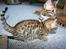 Bengal Miss Dior