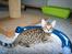Bengal Miss Dior
