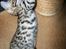 Bengal Miss Dior