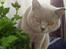 British Shorthair Wilfrida