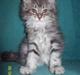 Maine Coon DK Annbas Sylvester