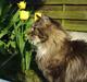Maine Coon Tabby