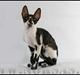 Cornish Rex Neron Noksas*LT