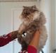 Perser Effie